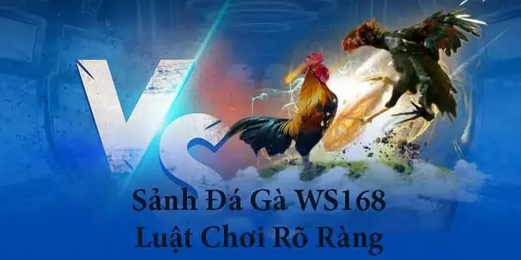 Đá Gà WS168 Tại ManClub Đấu Trường Kê Chiến Rực Lửa Và Uy Tín