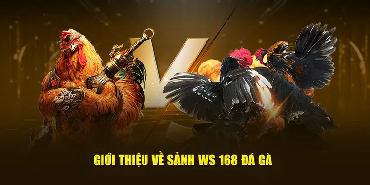 Đá Gà WS168 Tại ManClub Đấu Trường Kê Chiến Rực Lửa Và Uy Tín