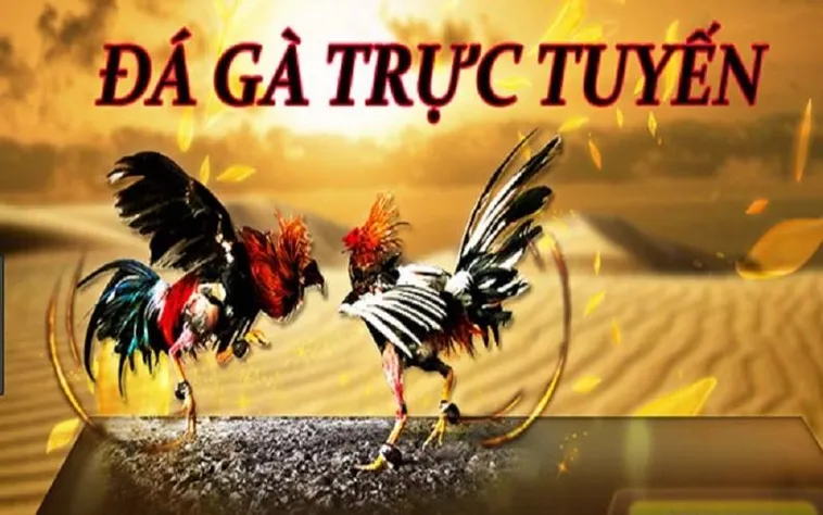 Trải Nghiệm Đá Gà ManClub Đỉnh Cao Cá Cược Trực Tuyến Hàng Đầu 2026